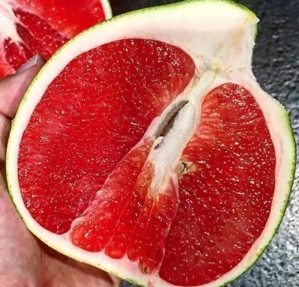 Vietnamese Red (Outdids-Inside) Jambura