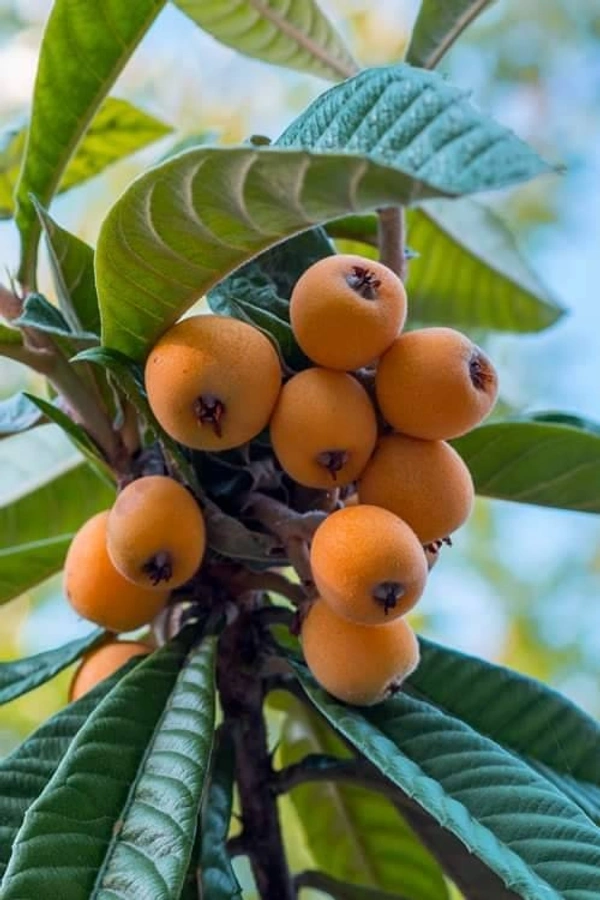Loquat