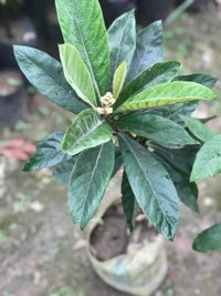 Loquat