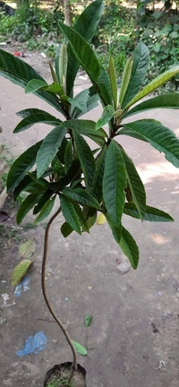 Loquat