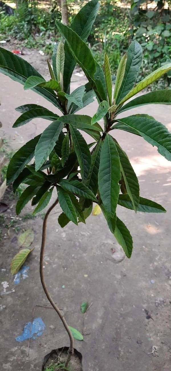 Loquat