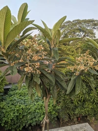 Loquat