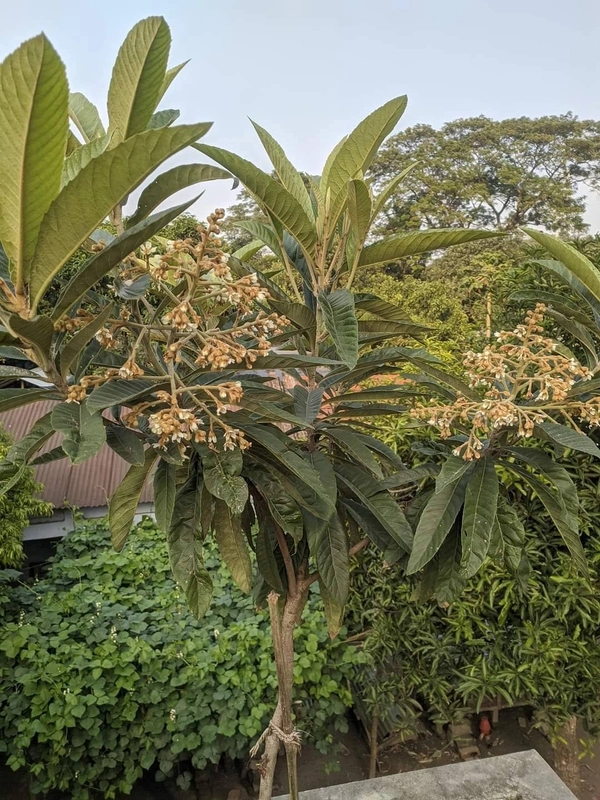Loquat