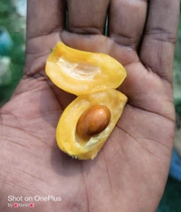 Loquat