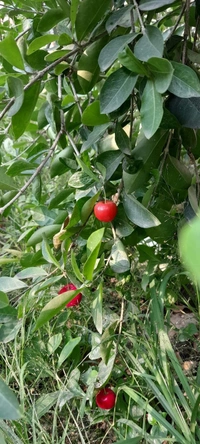 Barbados Cherry