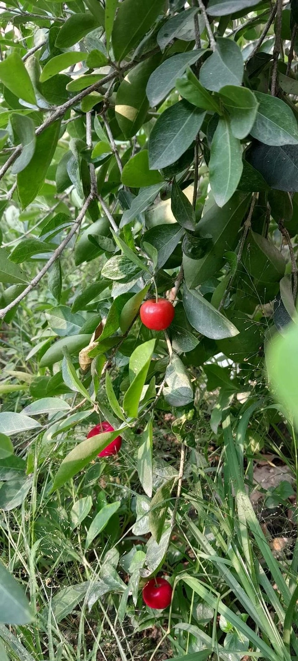 Barbados Cherry