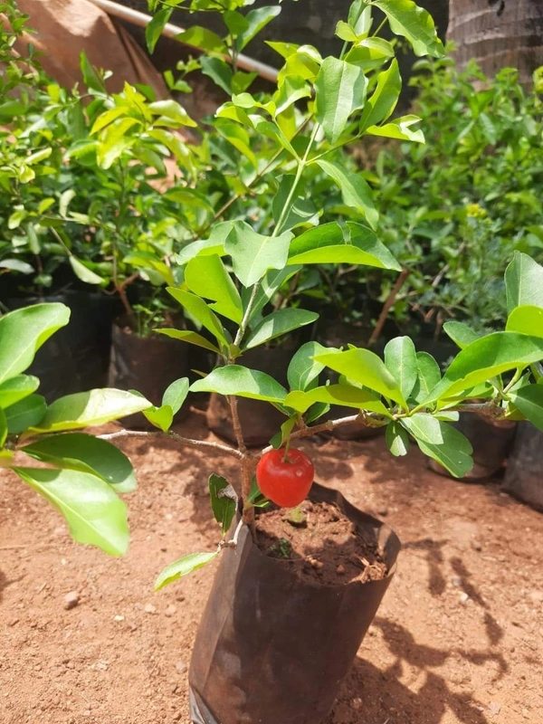 Barbados Cherry