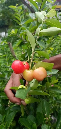 Barbados Cherry