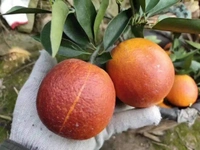 Blood Orange