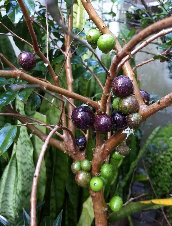Jabuticaba 
