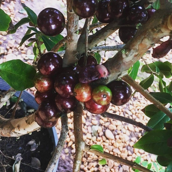 Jabuticaba 