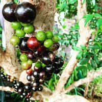 Jabuticaba 