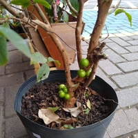Jabuticaba 