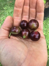 Jabuticaba 