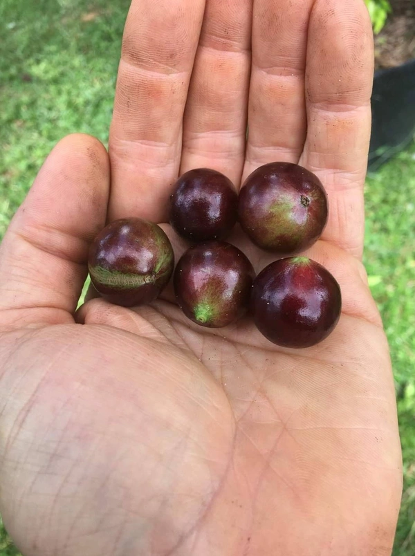 Jabuticaba 