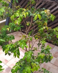 Jabuticaba 
