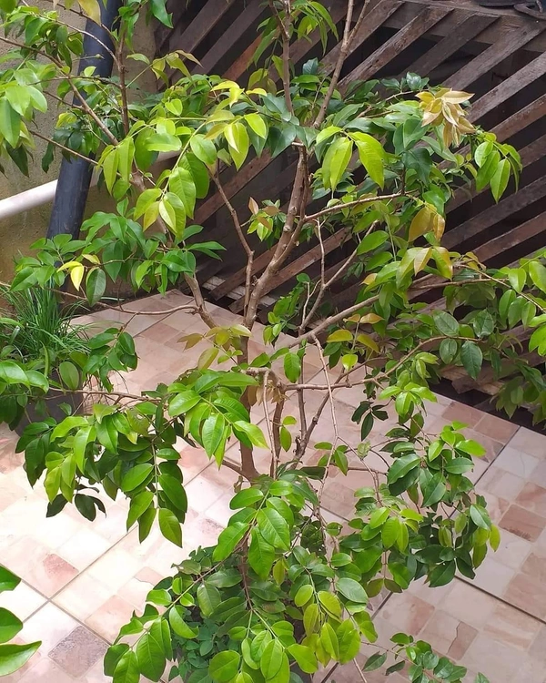 Jabuticaba 