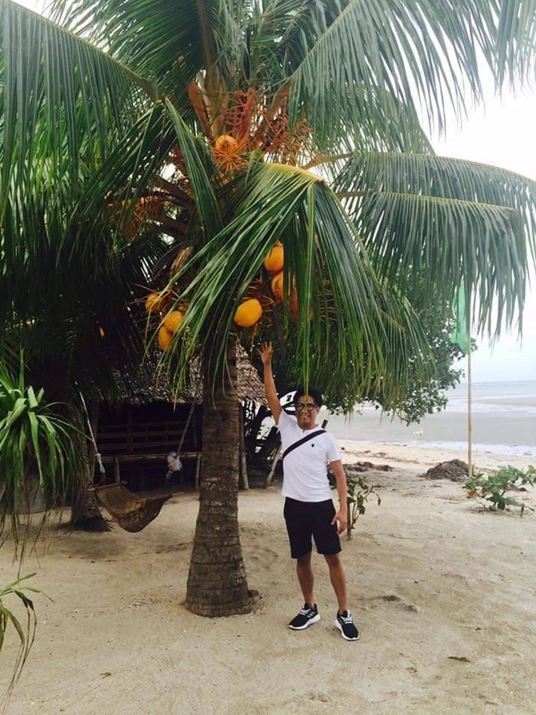 Kerolian Dwarf Hybrid Coconut 
