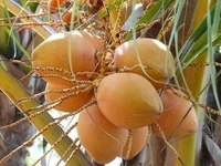 Kerolian Dwarf Hybrid Coconut 