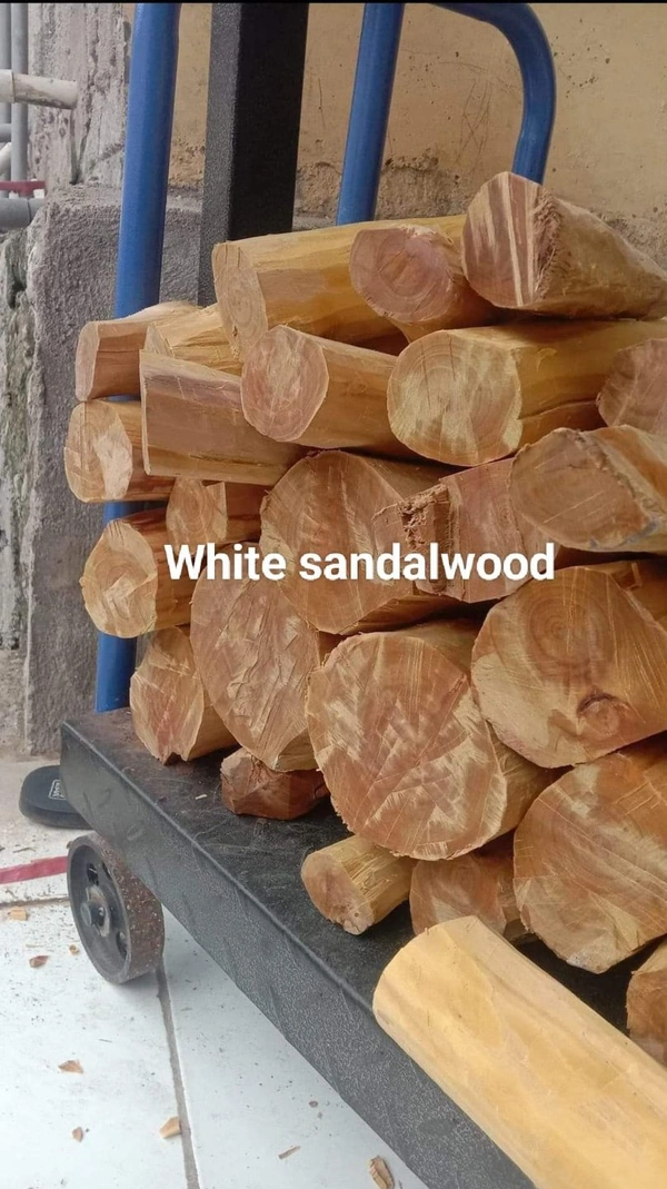 White Sandalwood ( 2 Plants ) 