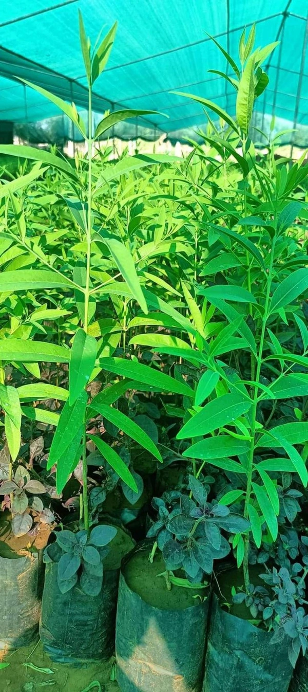 White Sandalwood ( 2 Plants ) 
