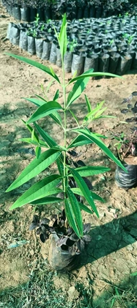 White Sandalwood ( 2 Plants ) 