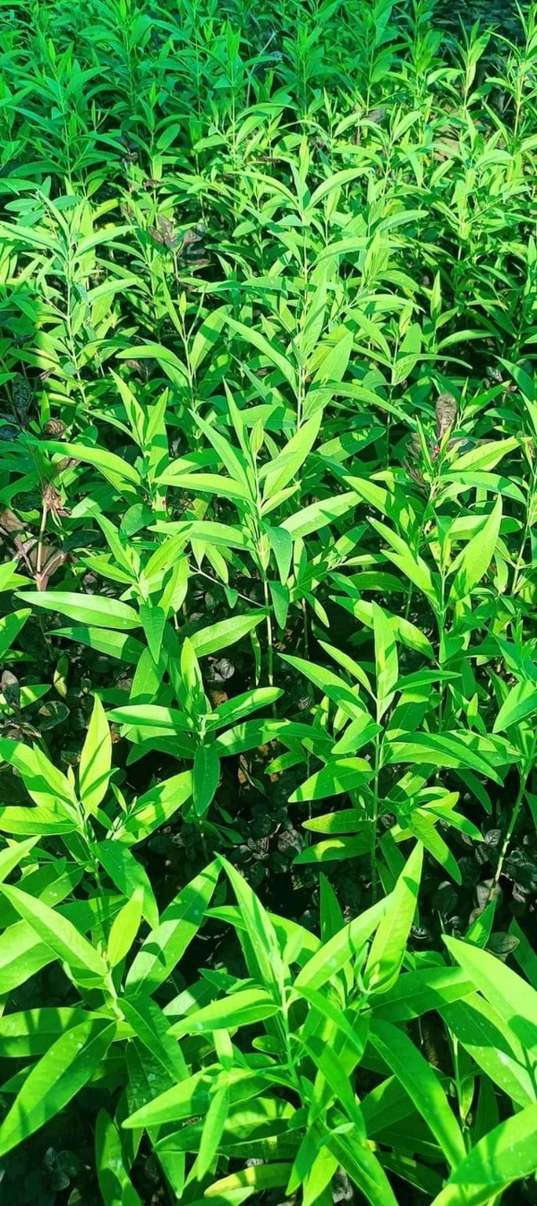 White Sandalwood ( 2 Plants ) 