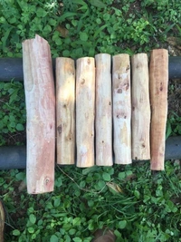 White Sandalwood ( 2 Plants ) 