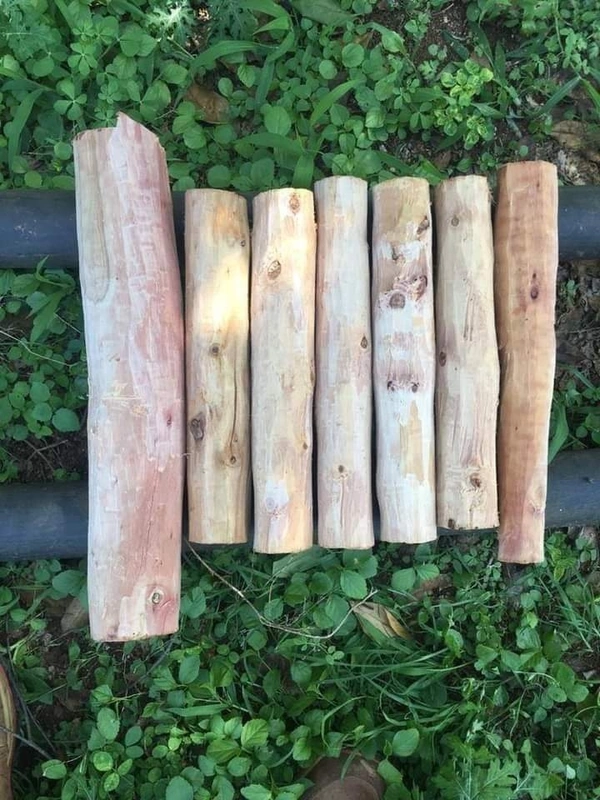 White Sandalwood ( 2 Plants ) 