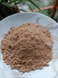 White Sandalwood ( 2 Plants ) 