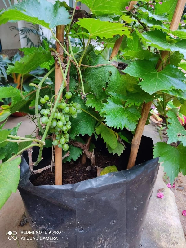Green Grape