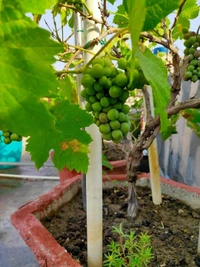 Green Grape
