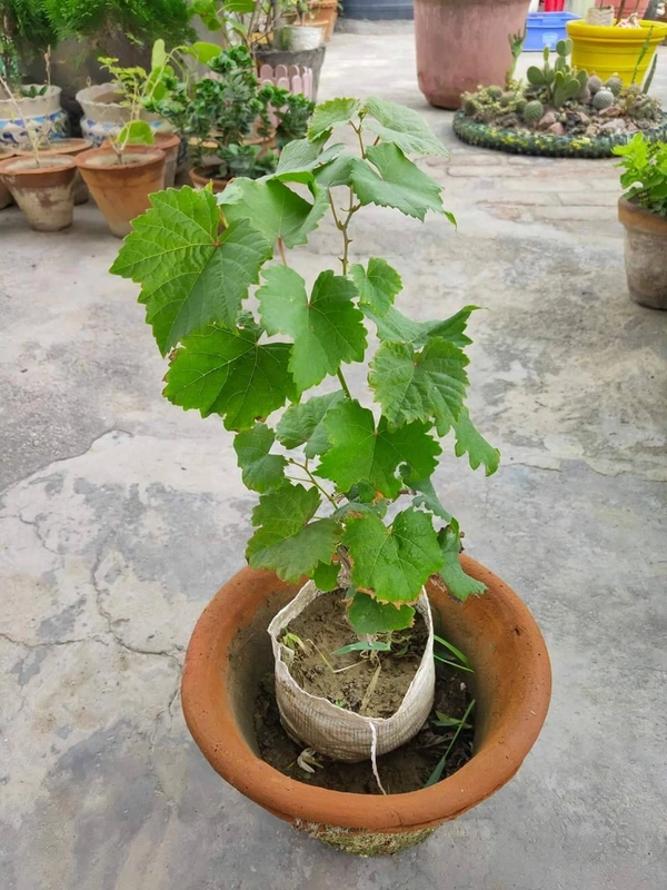 Green Grape