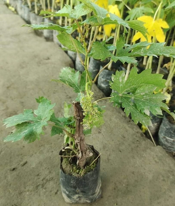 Green Grape