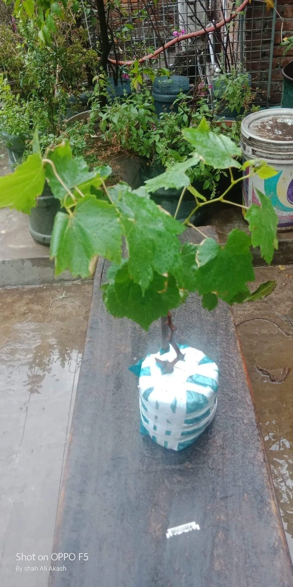 Green Grape