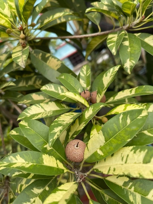 Variegated Chikku