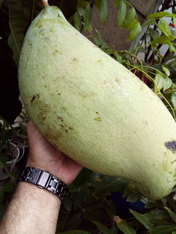 Brunai King Mango (Largest) 