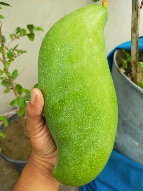 Brunai King Mango (Largest) 