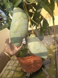 Brunai King Mango (Largest) 