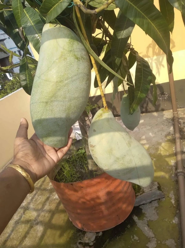 Brunai King Mango (Largest) 