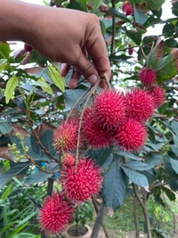 Rambutan