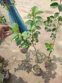 Persimmon (Seedleds Fuyu)