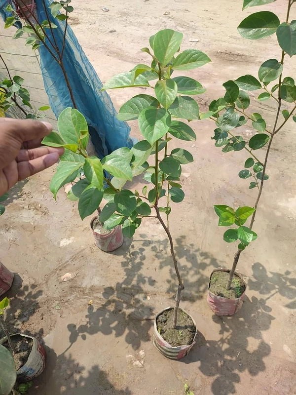 Persimmon (Seedleds Fuyu)