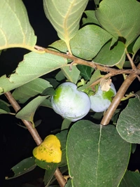 Persimmon (Seedleds Fuyu)