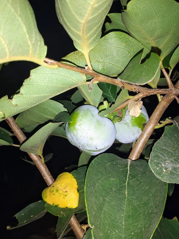 Persimmon (Seedleds Fuyu)