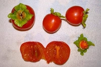 Persimmon (Seedleds Fuyu)