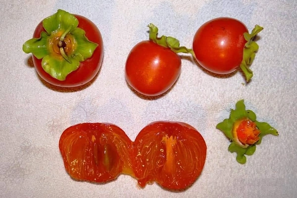 Persimmon (Seedleds Fuyu)