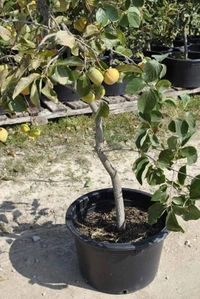 Persimmon (Seedleds Fuyu)