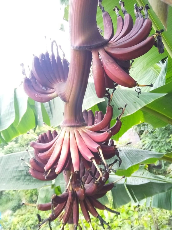 Red Banana (Agnisshwar) 