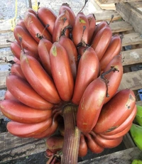Red Banana (Agnisshwar) 